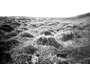 Photo depicts a group of hummocks.